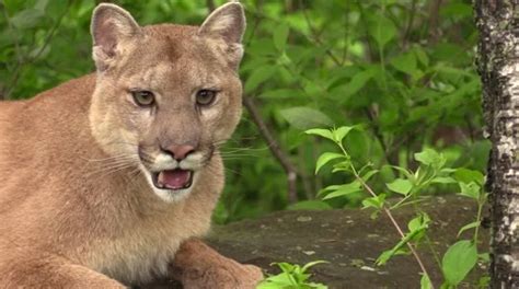 cougar en vacance Search